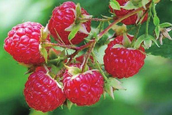 樹(shù)莓是覆盆子嗎 樹(shù)莓是熱性還是涼性 樹(shù)莓是覆盆子嗎 樹(shù)莓是熱性還是涼性