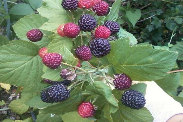 樹莓孕婦初期能吃嗎 樹莓孕婦吃有什么好處 樹莓孕婦初期能吃嗎 樹莓孕婦吃有什么好處