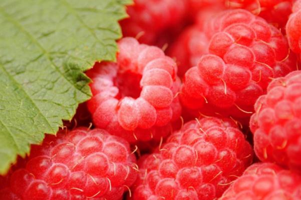 樹莓有黑色的嗎 樹莓有幾種 樹莓有黑色的嗎 樹莓有幾種