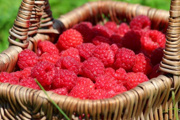 樹莓有黑色的嗎 樹莓有幾種 樹莓有黑色的嗎 樹莓有幾種