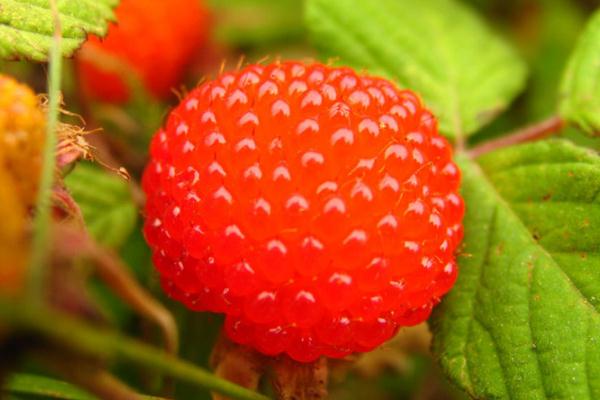 樹莓是幾月份成熟 樹莓是什么味道 樹莓是幾月份成熟 樹莓是什么味道