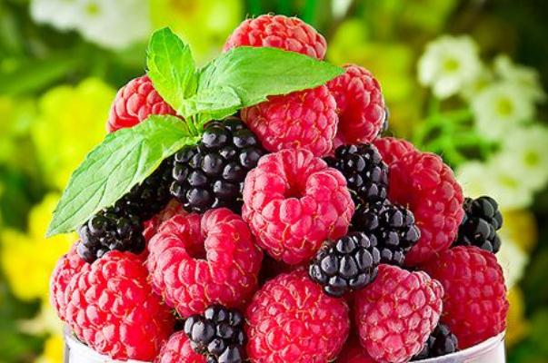 樹(shù)莓是覆盆子嗎 樹(shù)莓是熱性還是涼性 樹(shù)莓是覆盆子嗎 樹(shù)莓是熱性還是涼性