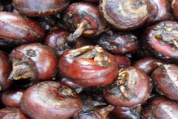 荸薺會(huì)上火嗎 荸薺上火還是下火 荸薺會(huì)上火嗎 荸薺上火還是下火