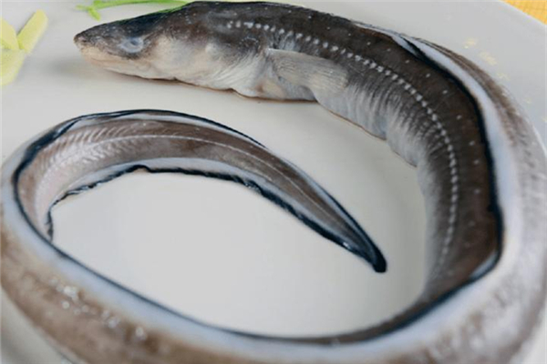 鰻魚是海魚還是淡水魚 鰻魚怎么做好吃又簡單