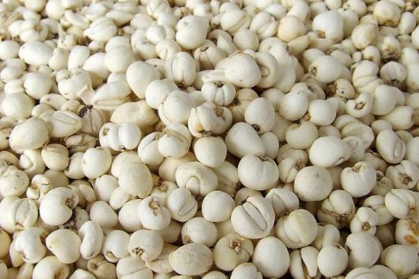 川貝的作用與功效 川貝的副作用有哪些 川貝的作用與功效 川貝的副作用有哪些