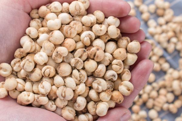 川貝有假的嗎 川貝有毒性嗎 川貝有假的嗎 川貝有毒性嗎