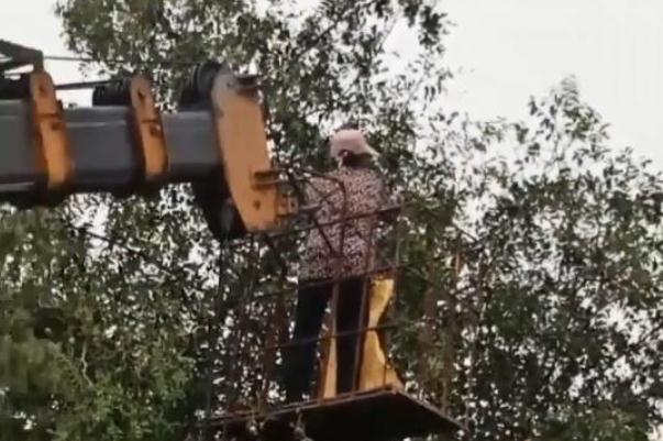 棗子的營養(yǎng)價(jià)值和功效 棗子吃了有什么好處和壞處 棗子的營養(yǎng)價(jià)值和功效 棗子吃了有什么好處和壞處