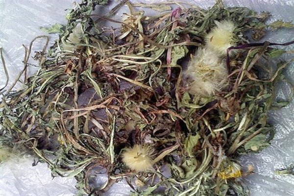 蒲公英會不會回奶 蒲公英哺乳期能吃嗎 蒲公英會不會回奶 蒲公英哺乳期能吃嗎