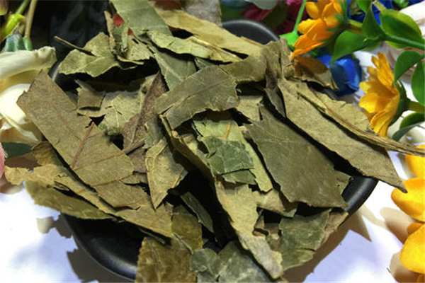 枇杷葉新鮮的好還是曬干的好 枇杷葉會中毒嗎 枇杷葉新鮮的好還是曬干的好 枇杷葉會中毒嗎