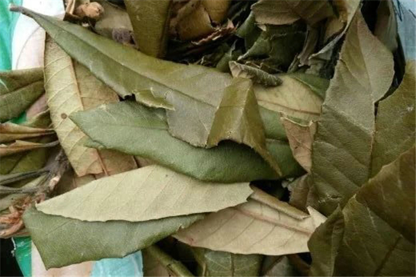 枇杷葉煮水小孩可以喝嗎 枇杷葉煮水顏色紅還可以喝嗎 枇杷葉煮水小孩可以喝嗎 枇杷葉煮水顏色紅還可以喝嗎