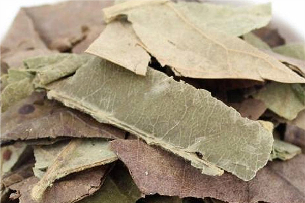 枇杷葉煮水小孩可以喝嗎 枇杷葉煮水顏色紅還可以喝嗎 枇杷葉煮水小孩可以喝嗎 枇杷葉煮水顏色紅還可以喝嗎