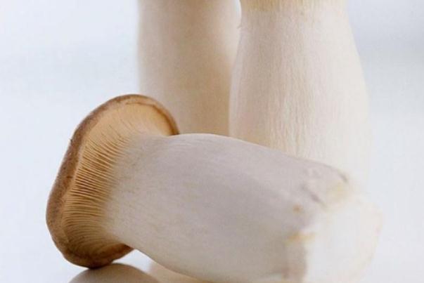 杏鮑菇的功效與作用 杏鮑菇的禁忌 杏鮑菇的功效與作用 杏鮑菇的禁忌