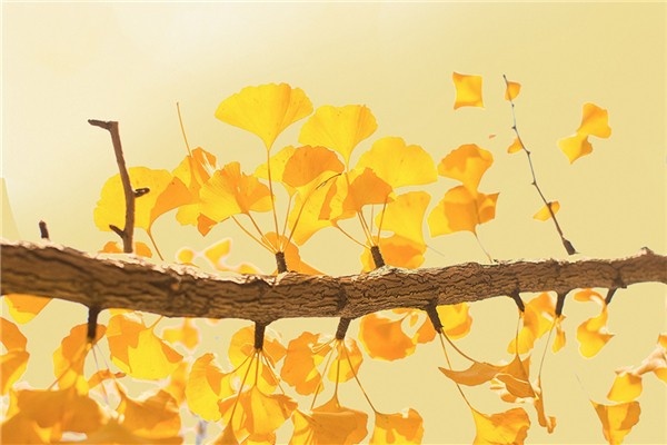 秋分后天氣還熱嗎 秋分后還會(huì)熱多久 秋分后天氣還熱嗎 秋分后還會(huì)熱多久