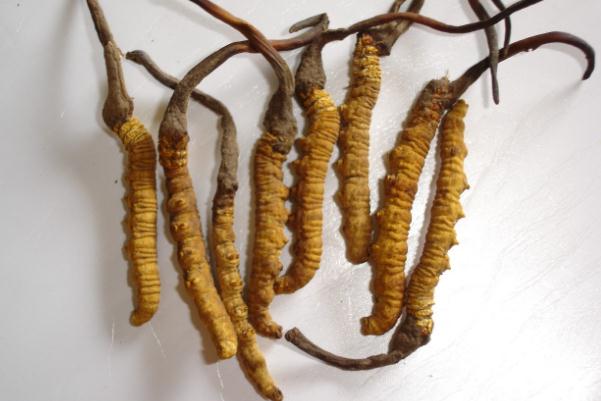 冬蟲夏草有沒(méi)有保質(zhì)期限 冬蟲夏草過(guò)期能吃嗎 冬蟲夏草有沒(méi)有保質(zhì)期限 冬蟲夏草過(guò)期能吃嗎