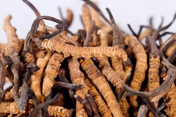 冬蟲夏草要連續(xù)吃多久 吃冬蟲夏草需要長期服用嗎 冬蟲夏草要連續(xù)吃多久 吃冬蟲夏草需要長期服用嗎