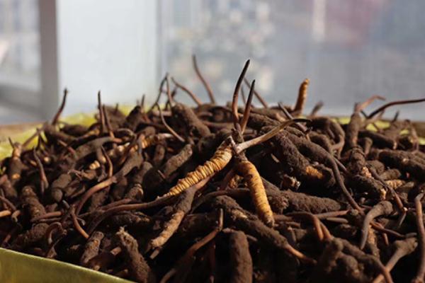 冬蟲夏草對女人的功效與作用 冬蟲夏草對腫瘤到底有沒有作用 冬蟲夏草對女人的功效與作用 冬蟲夏草對腫瘤到底有沒有作用