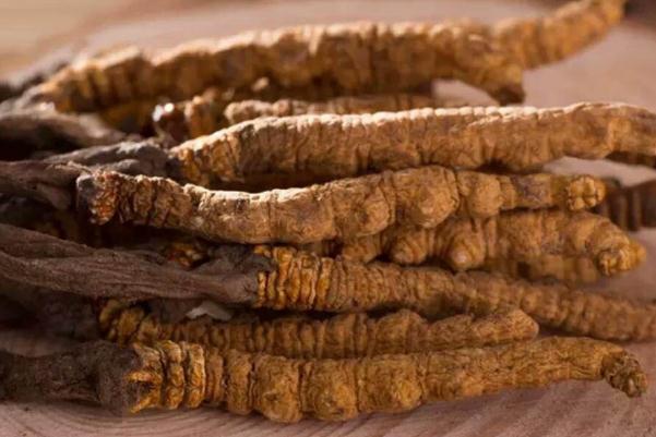 冬蟲夏草對女人的功效與作用 冬蟲夏草對腫瘤到底有沒有作用 冬蟲夏草對女人的功效與作用 冬蟲夏草對腫瘤到底有沒有作用