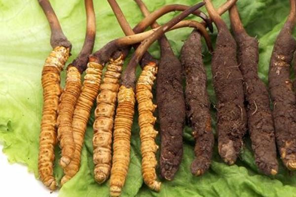 冬蟲夏草會(huì)引起腹瀉嗎 冬蟲夏草會(huì)開花嗎 冬蟲夏草會(huì)引起腹瀉嗎 冬蟲夏草會(huì)開花嗎