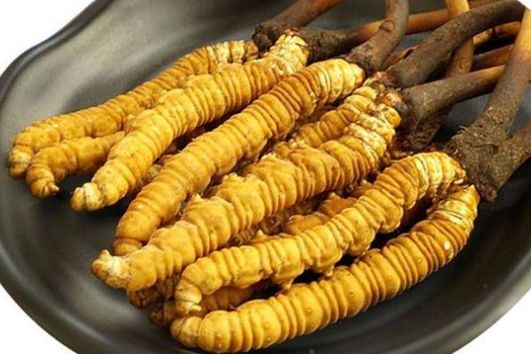 冬蟲夏草要連續(xù)吃多久 吃冬蟲夏草需要長期服用嗎 冬蟲夏草要連續(xù)吃多久 吃冬蟲夏草需要長期服用嗎