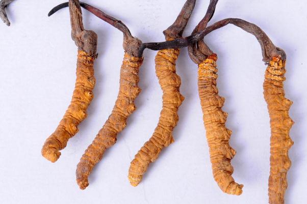 冬蟲夏草會(huì)引起腹瀉嗎 冬蟲夏草會(huì)開花嗎 冬蟲夏草會(huì)引起腹瀉嗎 冬蟲夏草會(huì)開花嗎