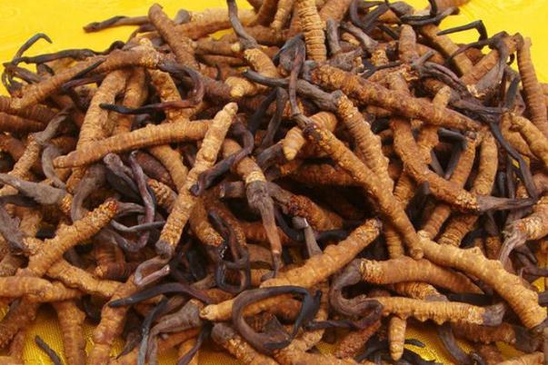 冬蟲夏草會(huì)不會(huì)上火 冬蟲夏草會(huì)過敏嗎