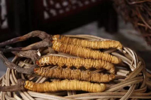 冬蟲夏草有沒(méi)有保質(zhì)期限 冬蟲夏草過(guò)期能吃嗎 冬蟲夏草有沒(méi)有保質(zhì)期限 冬蟲夏草過(guò)期能吃嗎