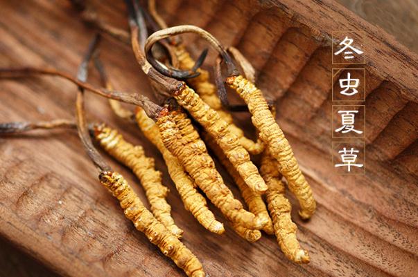 冬蟲夏草是發(fā)物嗎 冬蟲夏草是涼性還是熱性 冬蟲夏草是發(fā)物嗎 冬蟲夏草是涼性還是熱性