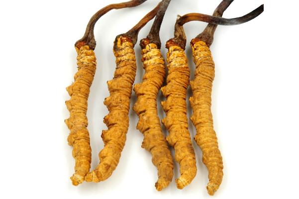 冬蟲(chóng)夏草的作用與功效 冬蟲(chóng)夏草的吃法怎樣最好