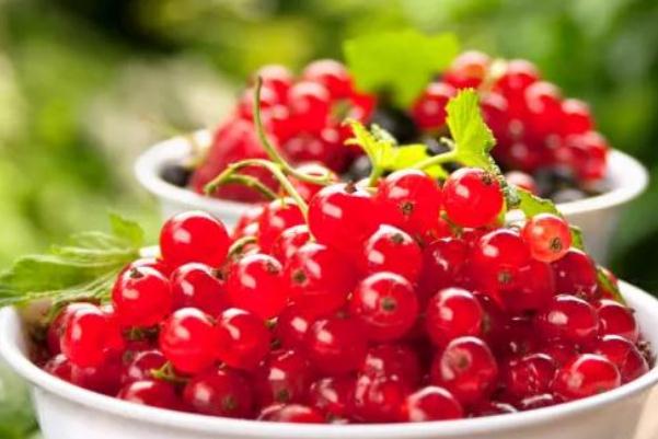 蔓越莓干會(huì)上火嗎 蔓越莓干會(huì)引起過(guò)敏嗎 蔓越莓干會(huì)上火嗎 蔓越莓干會(huì)引起過(guò)敏嗎