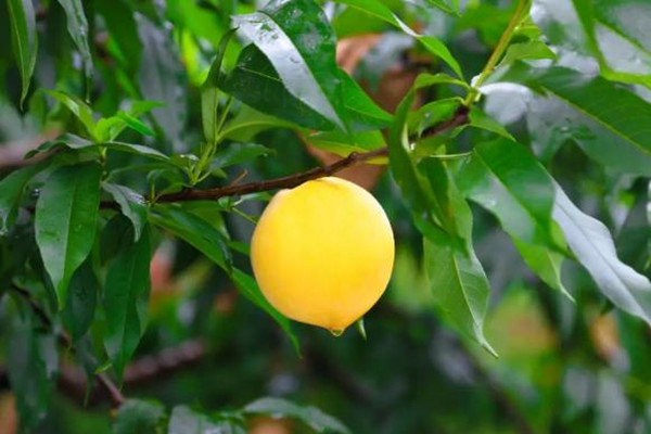 黃桃的熱量是多少大卡 吃黃桃會胖嗎 黃桃的熱量是多少大卡 吃黃桃會胖嗎