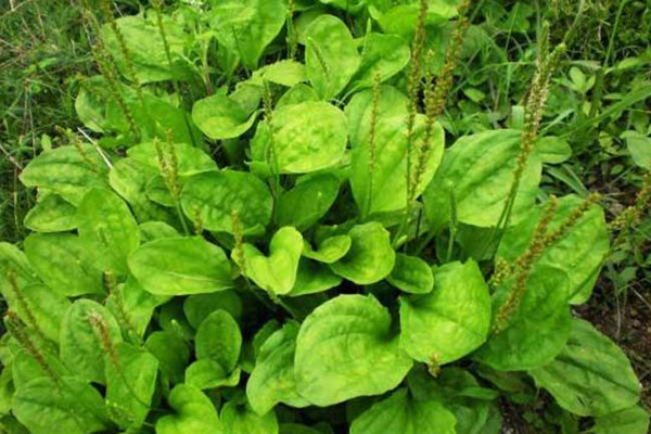 車前草會導(dǎo)致流產(chǎn)嗎 車前草會影響月經(jīng)嗎