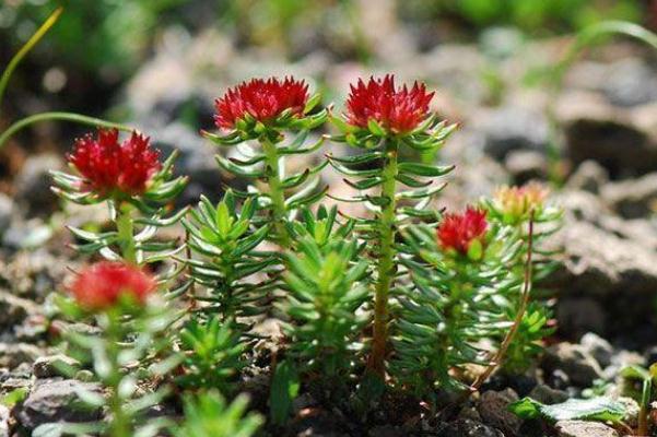 紅景天孕婦可以用嗎 紅景天孕婦吃了會(huì)怎么樣 紅景天孕婦可以用嗎 紅景天孕婦吃了會(huì)怎么樣