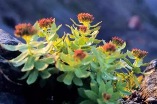 紅景天是熱性還是寒性 紅景天與藏紅花是不是同一種植物 紅景天是熱性還是寒性 紅景天與藏紅花是不是同一種植物