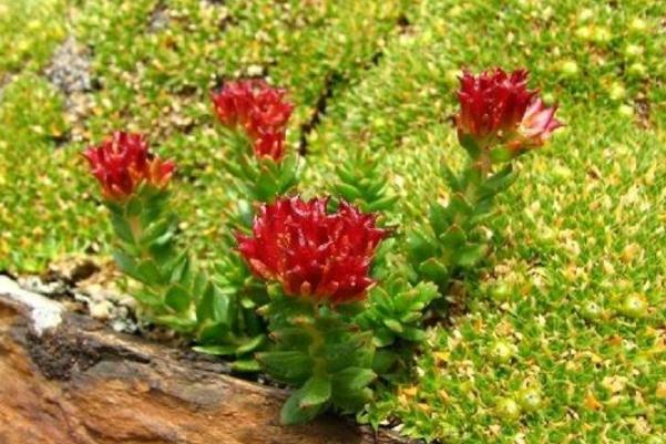 紅景天孕婦可以用嗎 紅景天孕婦吃了會(huì)怎么樣 紅景天孕婦可以用嗎 紅景天孕婦吃了會(huì)怎么樣