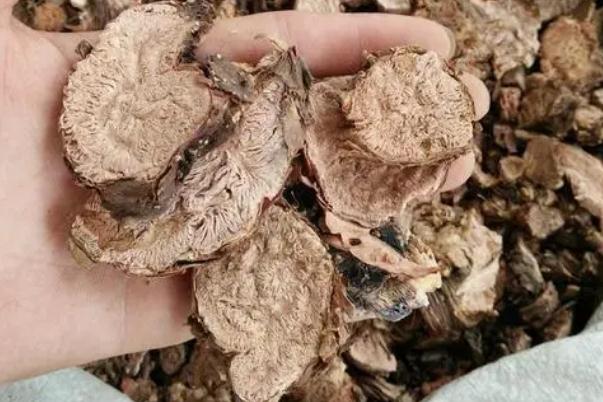 紅景天會不會影響月經(jīng) 紅景天會導(dǎo)致月經(jīng)推遲嗎