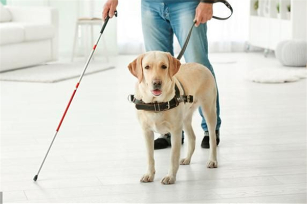 導(dǎo)盲犬可以進(jìn)入公共場(chǎng)所嗎 導(dǎo)盲犬一般是什么品種 導(dǎo)盲犬可以進(jìn)入公共場(chǎng)所嗎 導(dǎo)盲犬一般是什么品種