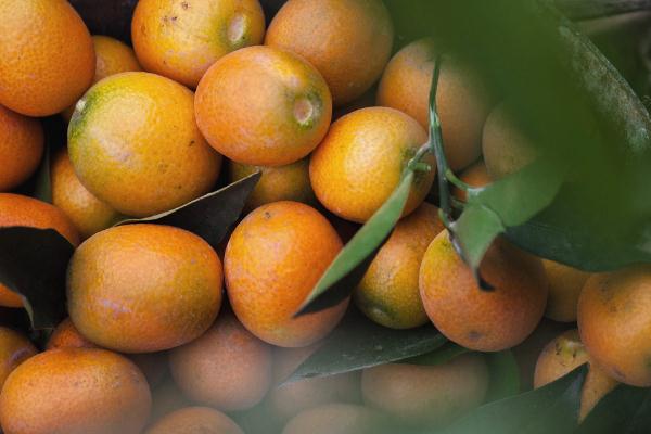 小金桔會回奶嗎 小金桔會胖嗎 小金桔會回奶嗎 小金桔會胖嗎