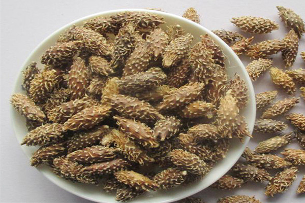 蒼耳子能泡水喝嗎 蒼耳子泡水喝的功效 蒼耳子能泡水喝嗎 蒼耳子泡水喝的功效