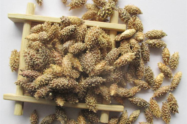 蒼耳子有毒性嗎 蒼耳子怎么入藥 蒼耳子有毒性嗎 蒼耳子怎么入藥