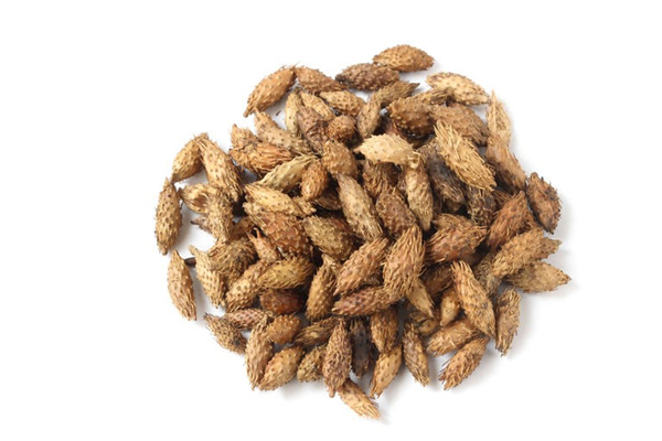 蒼耳子有毒性嗎 蒼耳子怎么入藥 蒼耳子有毒性嗎 蒼耳子怎么入藥