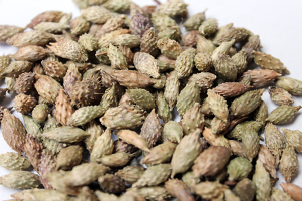 蒼耳子能不能泡腳 蒼耳子泡腳有什么療效 蒼耳子能不能泡腳 蒼耳子泡腳有什么療效