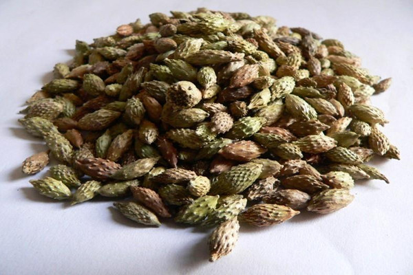 蒼耳子能治濕疹嗎 蒼耳子能治咳嗽嗎 蒼耳子能治濕疹嗎 蒼耳子能治咳嗽嗎