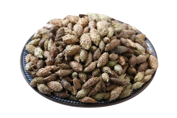 蒼耳子能治療鼻息肉嗎 蒼耳子能治療蕁麻疹嗎