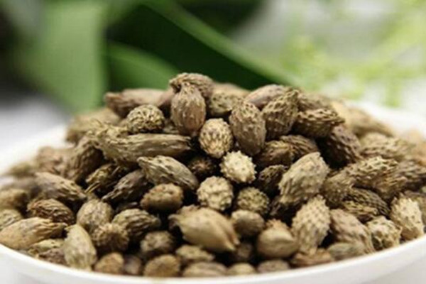 蒼耳子在哪里買 蒼耳子賣多少錢一斤 蒼耳子在哪里買 蒼耳子賣多少錢一斤