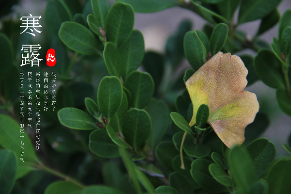 寒露養(yǎng)生吃什么最好 寒露喝什么茶合適 寒露養(yǎng)生吃什么最好 寒露喝什么茶合適