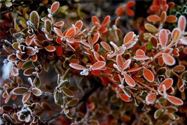 霜降吃柿子有啥好處 霜降要吃柿子嗎 霜降吃柿子有啥好處 霜降要吃柿子嗎