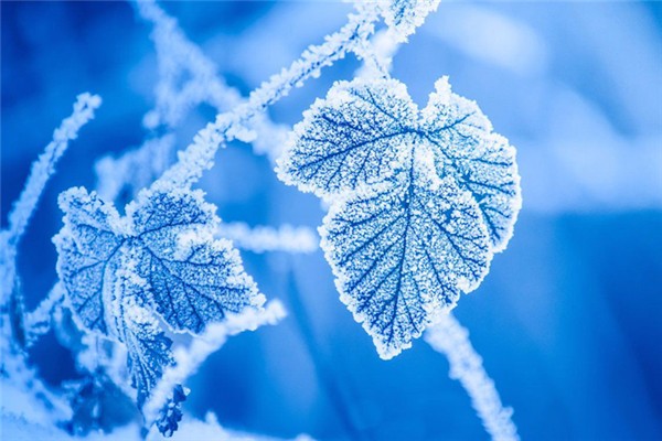 霜降要吃餃子嗎 霜降吃餃子寓意 霜降要吃餃子嗎 霜降吃餃子寓意
