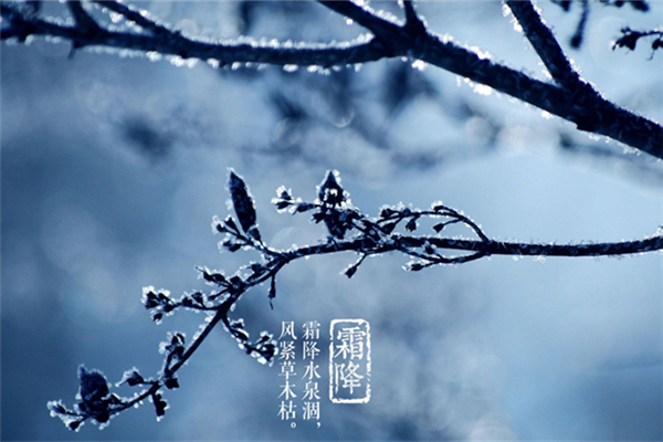 霜降是不是開始冷了 寒露冷還是霜降冷 霜降是不是開始冷了 寒露冷還是霜降冷