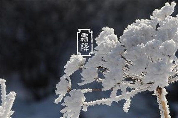 霜降是不是開始冷了 寒露冷還是霜降冷 霜降是不是開始冷了 寒露冷還是霜降冷