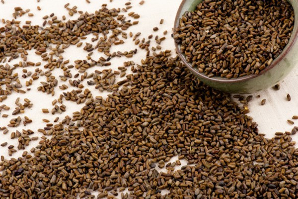 決明子是不是涼性的 決明子會上火嗎 決明子是不是涼性的 決明子會上火嗎